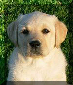 Addie